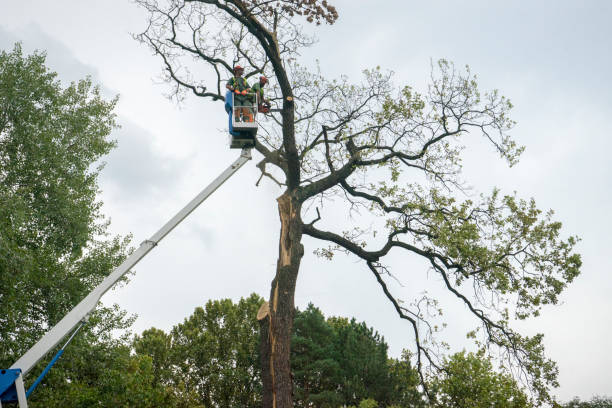 Best Affordable Tree Service  in Center Point, AL